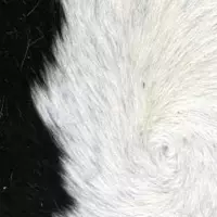 Hair On Hide