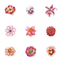 Wallflowers